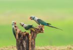 Papağanlar ve Muhabbet Kuşları Arasındaki Farklar