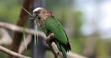 yelpazeli papağan özellikleri