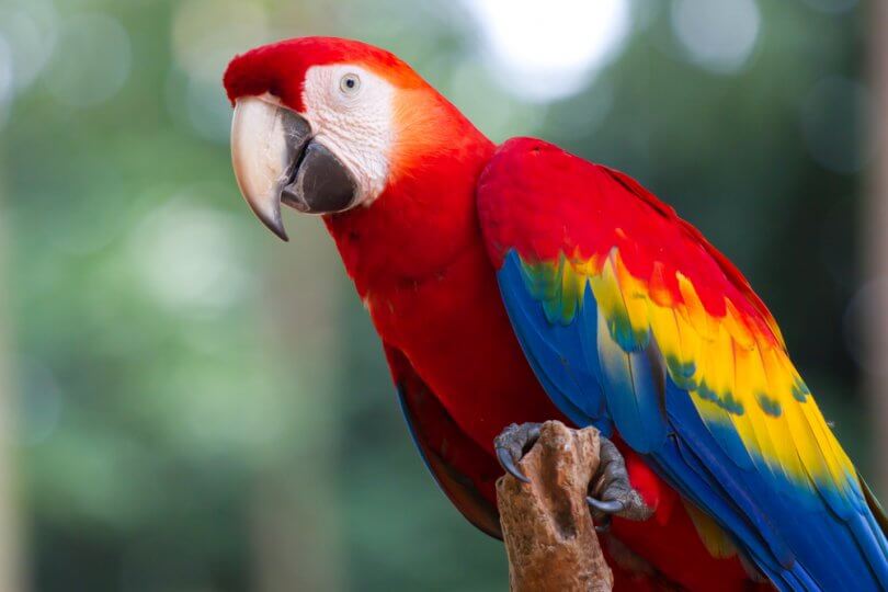 yeşil kanatlı Amerika papağanı özellikleri