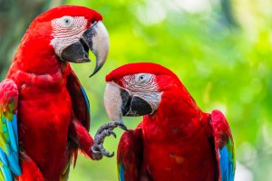 kızıl yeşil Amerika papağanı
