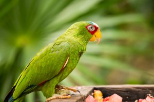 Beyaz Alınlı Amazon Papağanı Özellikleri