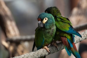illiger'in Amerika papağanı özellikleri