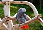 Afrika gri papağanı özellikleri