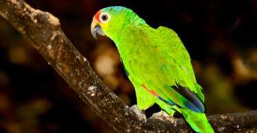 kırmızı loreli Amazon papağanı özellikleri