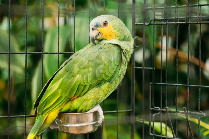 Turuncu Kanatlı Amazon Papağanı